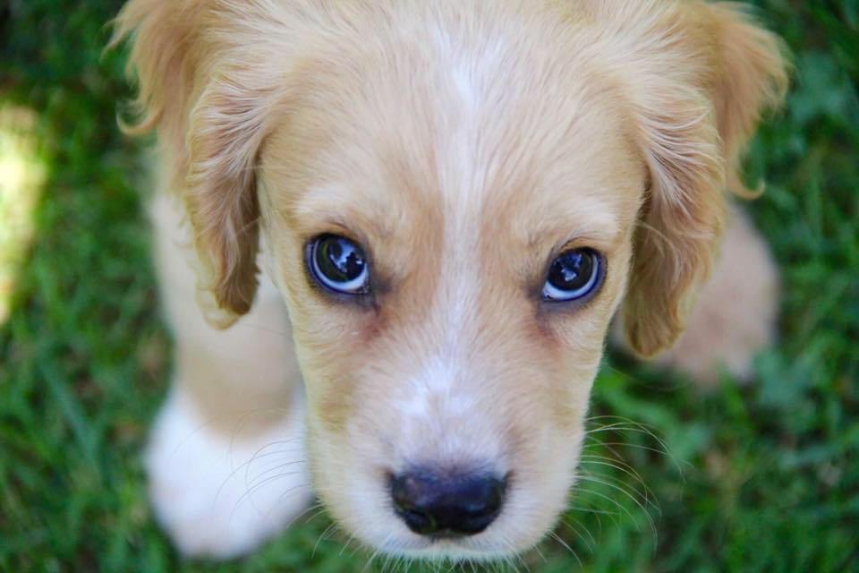 BowerlandDevon's tweet image. Thursday Paws for Thought – My Top 4 Tips for Understanding your Dog

Tip 1: Catch your dog doing something right! Awesome! Communicate with them, make sure they know when you like what they are doing. Read more: wp.me/p2JqnS-48a

#DevonDogs #UnderstandingYourDog