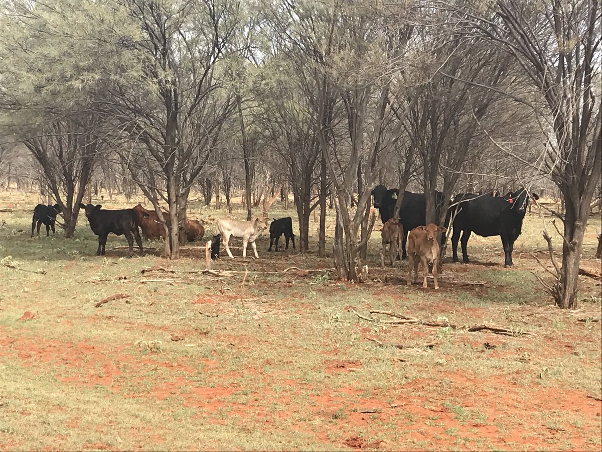 J_Frith's tweet photo. Calves all dropping at #neutraljunctionstation #femalefertilitycontrolpayingoff https://t.co/GurUFWcE9d