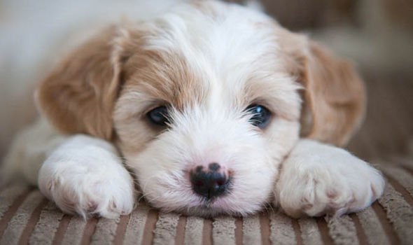 Нохой гэдэг хамгийн хөөрхөн бөгөөд ухаантай амьтан 🐕🐶