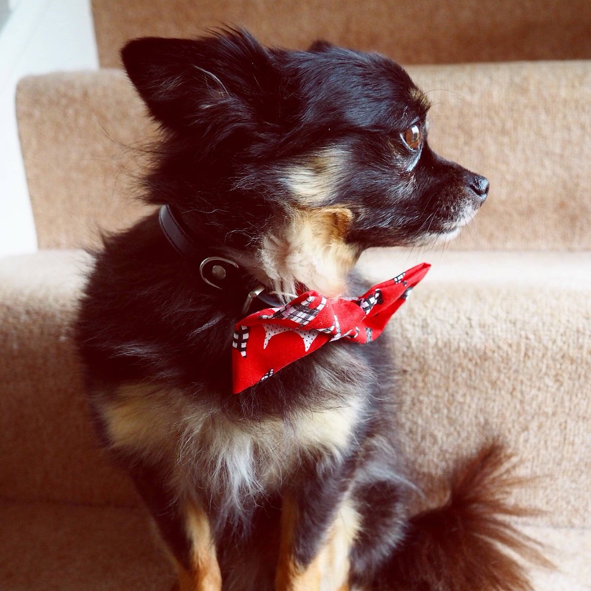 SassyPawsUK's tweet photo. Excited to share the latest addition to my #etsy shop!  https://t.co/XFDbCtOpHn https://t.co/s3MpYWHTSs