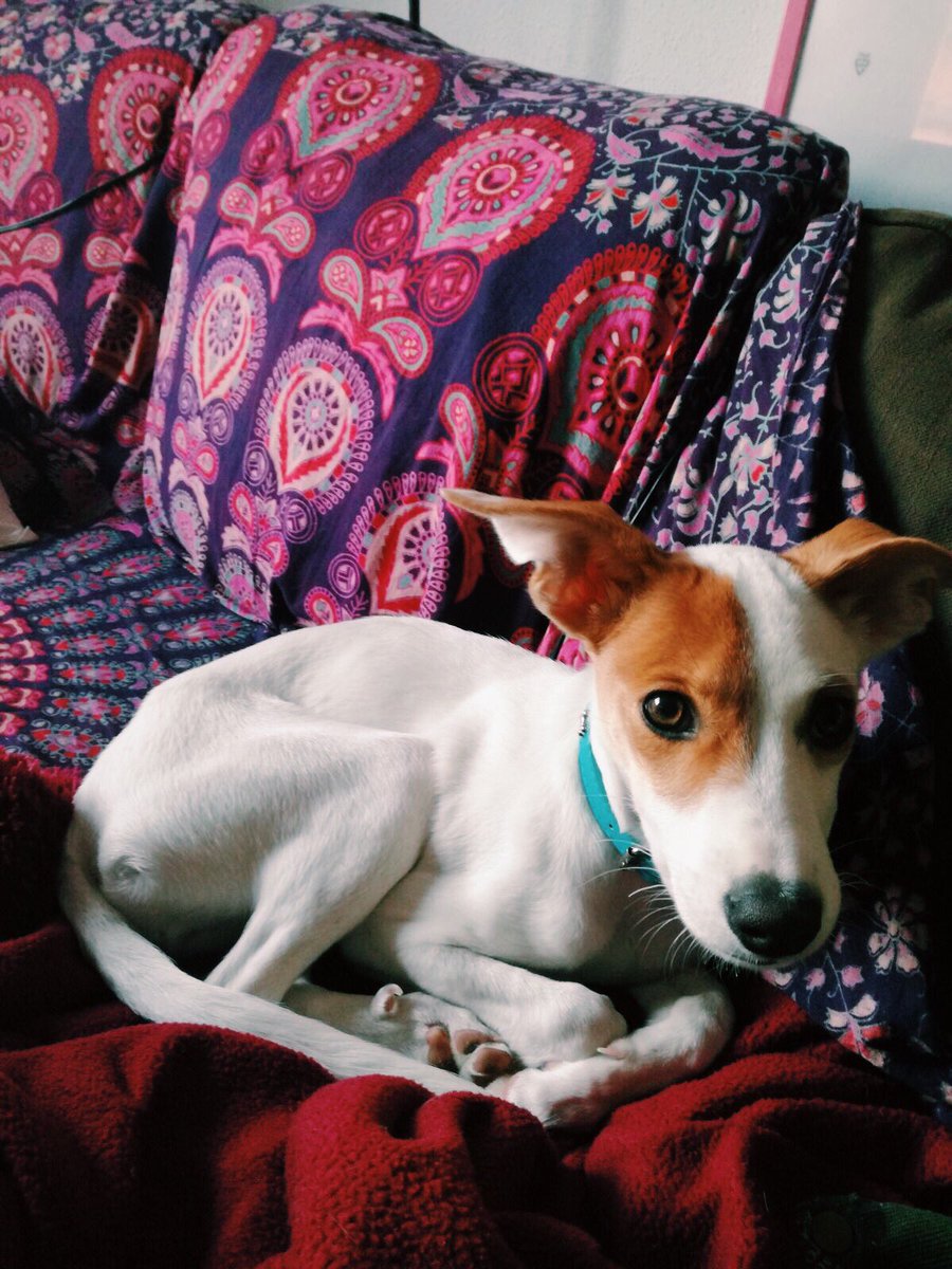 belenbuendiag's tweet photo. bdias, chicos. 
Bad News. 

devuelven a Milka 
porque no se hacen a ella
y no quieren tenerla más :(

es preciosa, 
se merece que
la quieran mucho. 

RT plis. https://t.co/ZSdJQVCshT