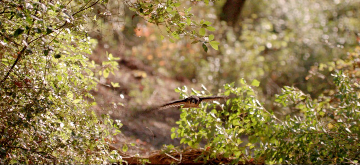 info_hermoso's tweet photo. Fotograma del rodaje de documental halcón peregrino persiguiendo a una paloma https://t.co/xkiwNjRoXJ