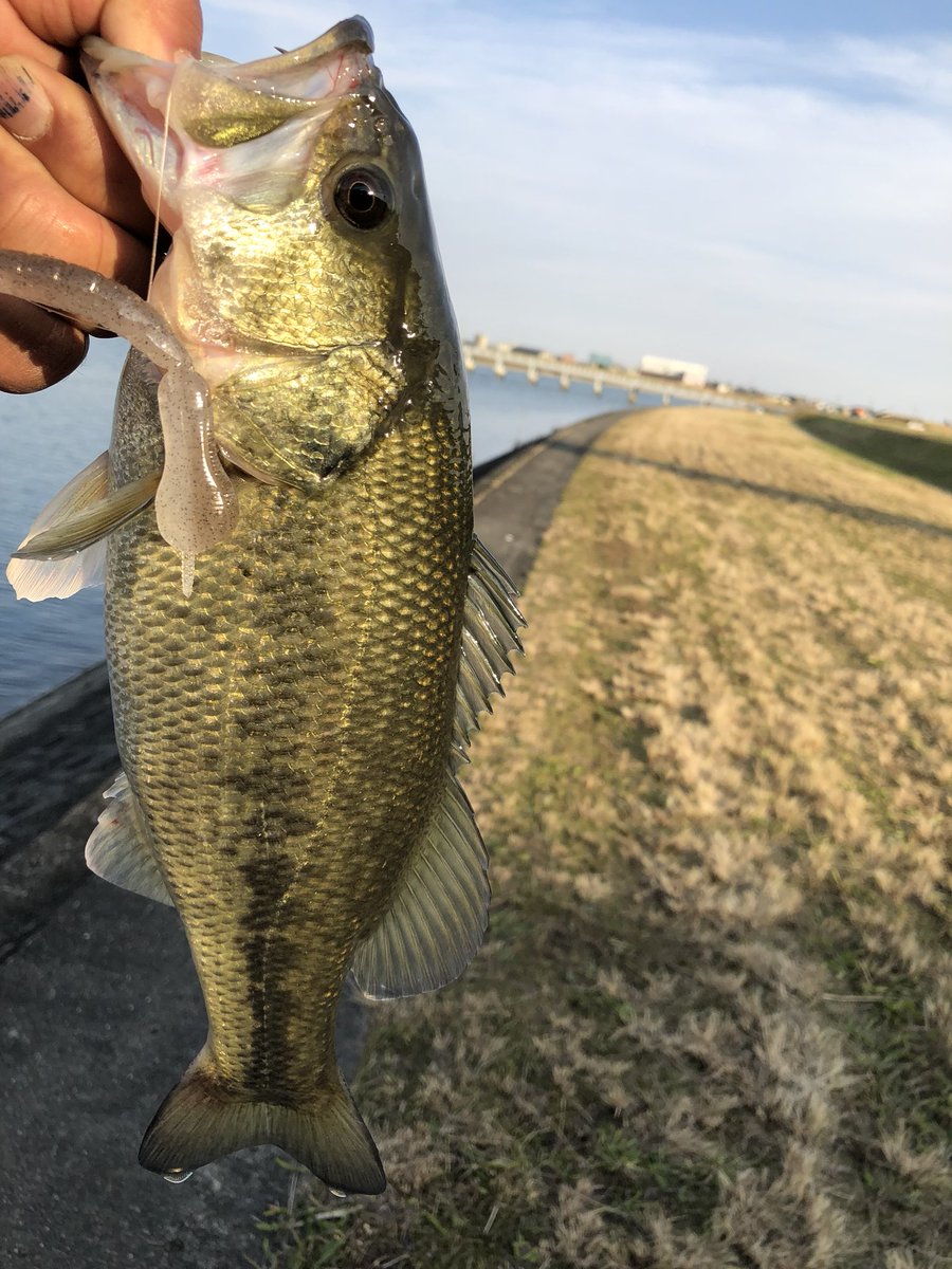 kyuyoshiyarow's tweet image. 旧吉野川の冬バスにドライブビーバーで粘り勝ち
そしてバスはやはり岸際にいる

旧吉野川おかっぱりバス釣り釣果レポート更新しました❗️
ameblo.jp/tokushima0220
#旧吉野川