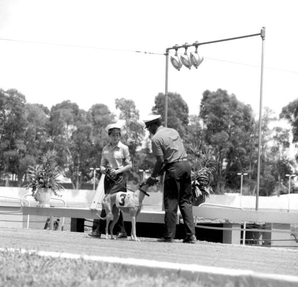 Cop: “do you know how fast you were going?”
Dog: **barks**

Miami, Biscayne Kennel Club 1975