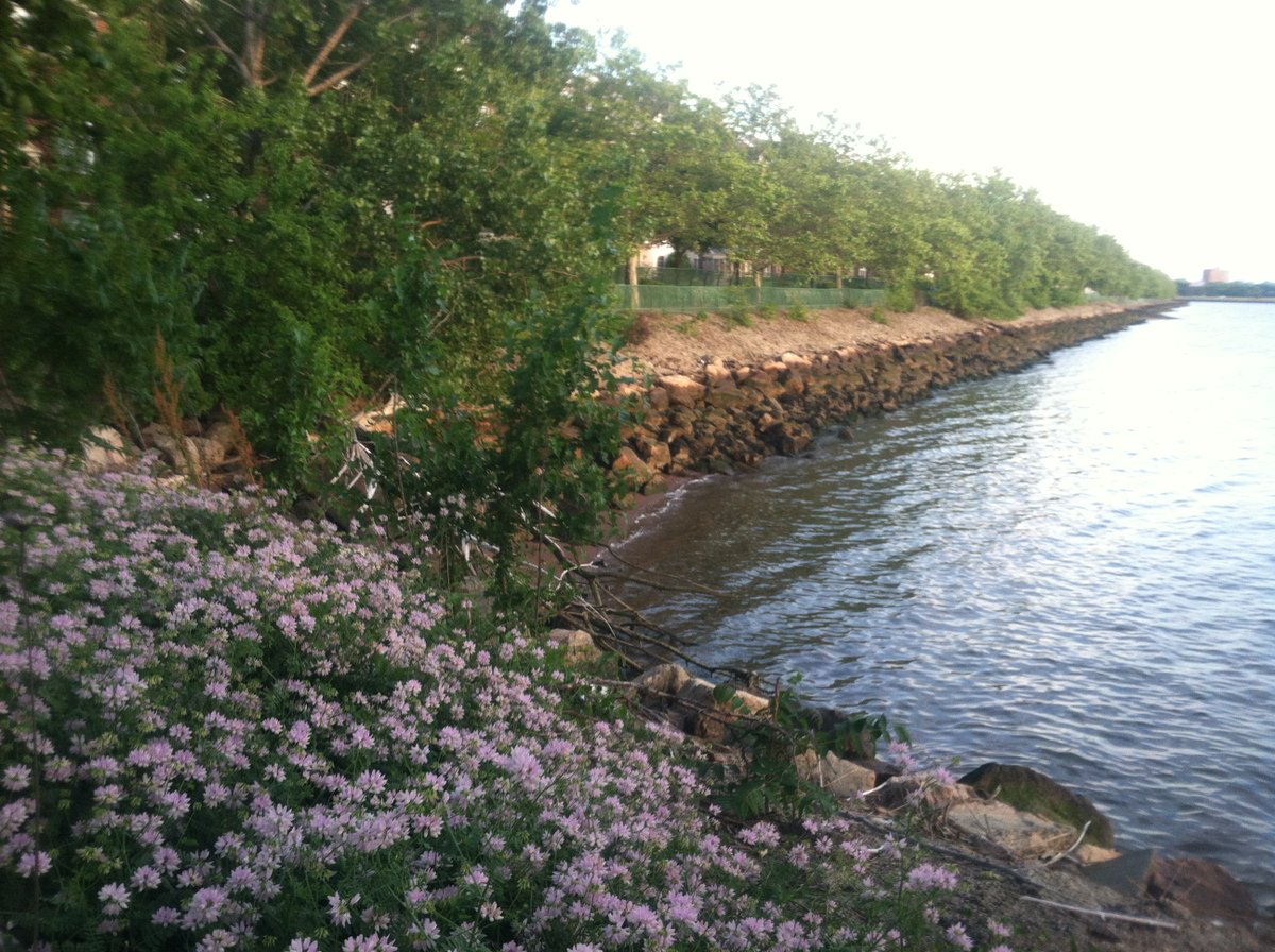 Arlene_the_Tree's tweet image. PLEASE HELP SAVE my Family of Trees -thepetitionsite.com/takeaction/107…  Please Sign The Petition and RE-TWEET...#Treespeech @DannytheTree @BeatriceTheTree @Elvisthetree @sunshinethetree @junebugthetree @mabelthetree @bookerthetree @judiththetree @treetimmy @leafythetree #Trees  🌳🌳🌳🌳