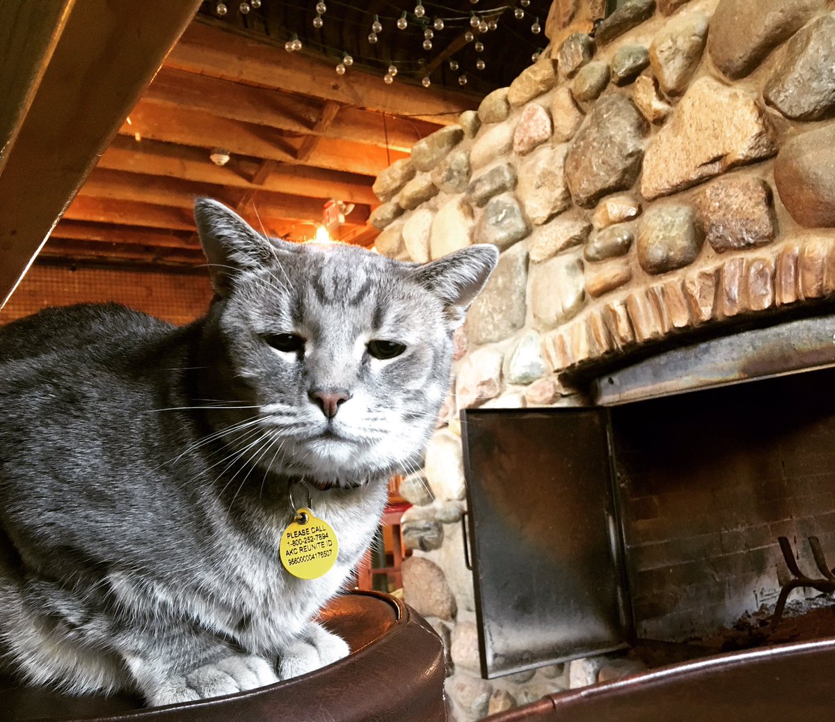 HotelTangoCat's tweet photo. Sometimes I post cute selfies to Twitter. Sometimes they go on Instagram. BETTER FOLLOW BOTH, JUST TO BE SURE! 
https://t.co/GGnMkhxG4j https://t.co/I8omopaz91