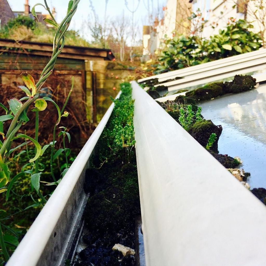 McCurdyDesigns's tweet photo. A whole micro ecosystem in some guttering. Go to my latest blog to find out more about what blocked gutters do to your your house!
https://t.co/YyAn1wOXEz
#homemaitenance #guttering #houzzuk #brightonhouse #ecosystems https://t.co/9D6QQ60t2M https://t.co/u2e3fzVYf0