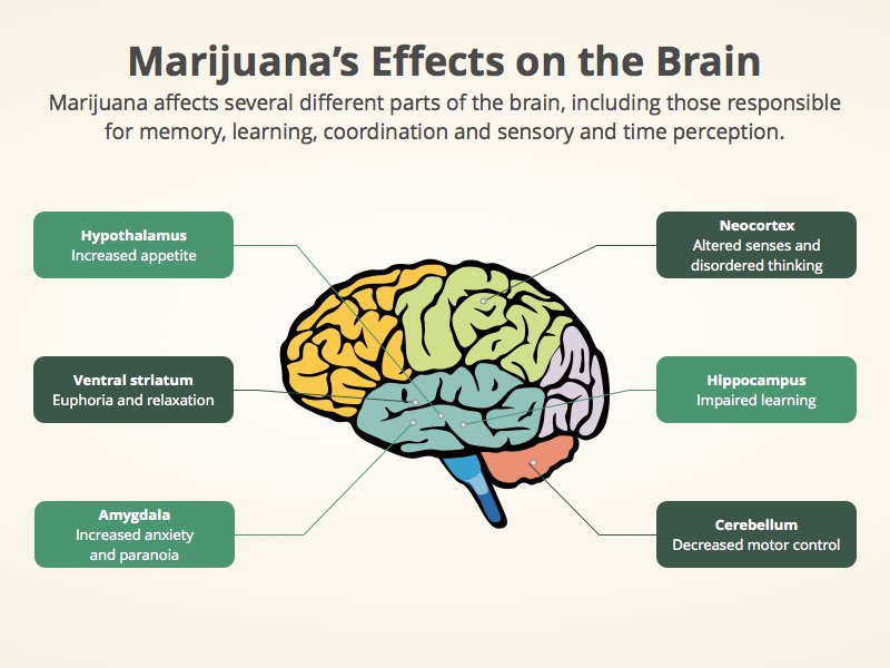 как марихуану влияет на мозг
