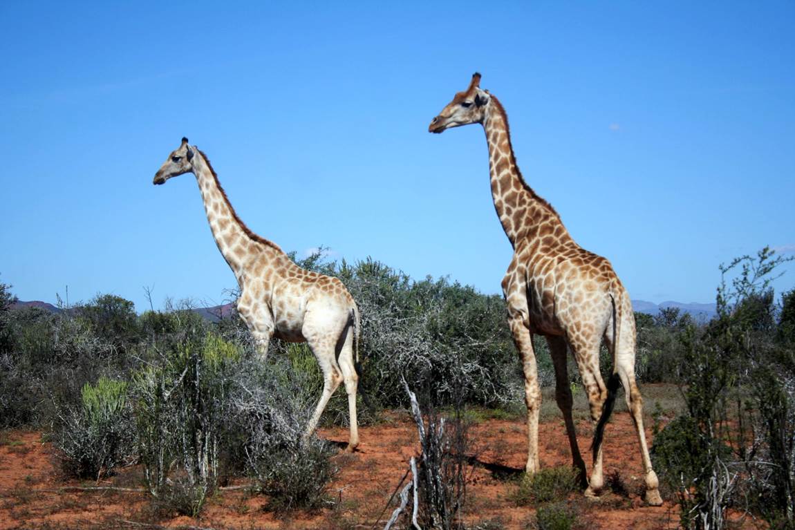 FoodBlog GardenRoute tweet media