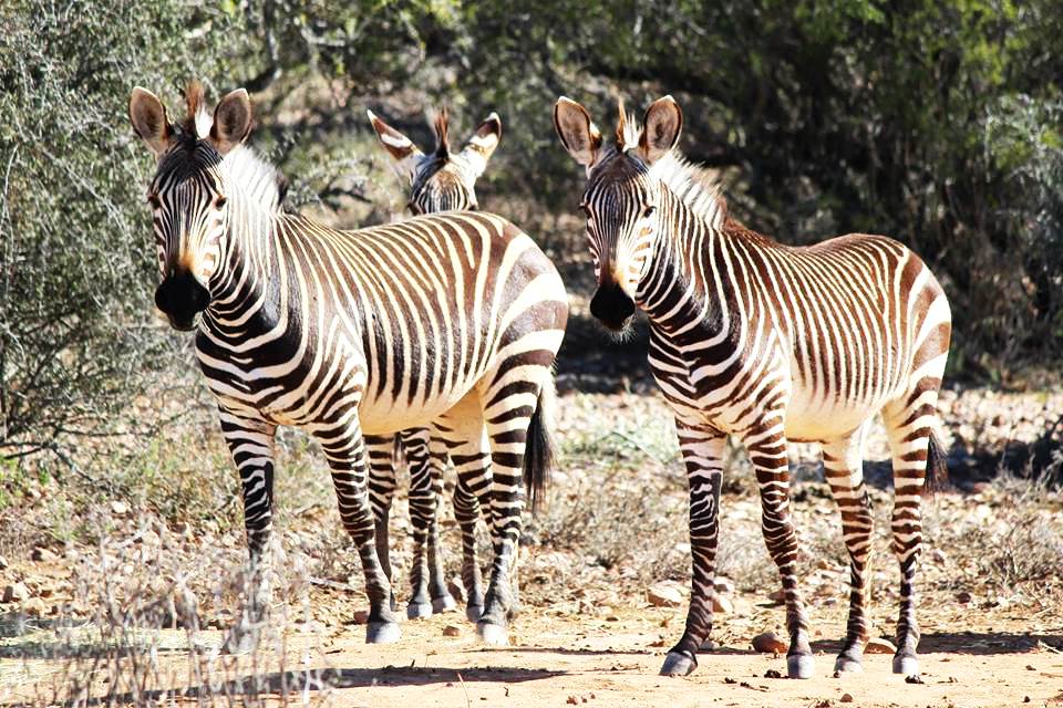 FoodBlog GardenRoute tweet media