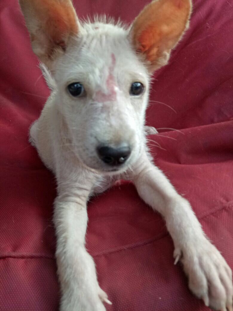We desperately NEED foster homes for many of the dogs at Mt Agung! If you're in Bali please consider temporarily fostering as it would help us immensely! If interested contact +62 813 1496 2608. Thank you!