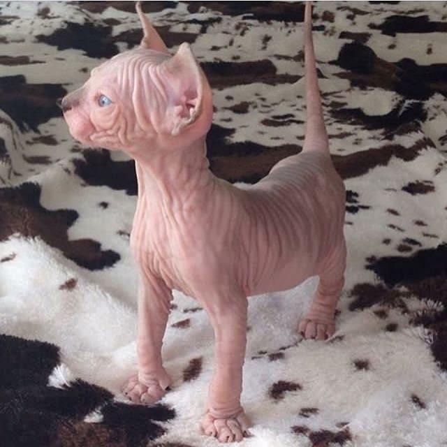 PyroPetCandles's tweet image. Just waiting for the weekend...
📸 Sahasrara_cats #cats #cat #sphynx