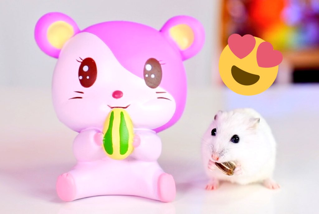 Riku Channel Twitterissa ゆきみちゃんとハムスタースクイーズの超可愛い写真を撮りました ゆきみちゃん大好き ゆきみちゃん 可愛いハムスター ハムスター Hamster T Co 5vdtmholp1 Twitter