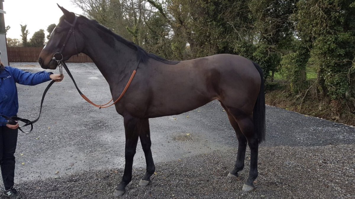 corbsinger's tweet image. 🌟IT’S OFFICIAL🌟Corbsinger Thoroughbreds second horse will be arriving from Ireland on Saturday and will be trained by John Flint. 2yo daughter of Arakan and you can be involved with her for just £40 a week! Interested??? Just drop me a message 🏇🏇