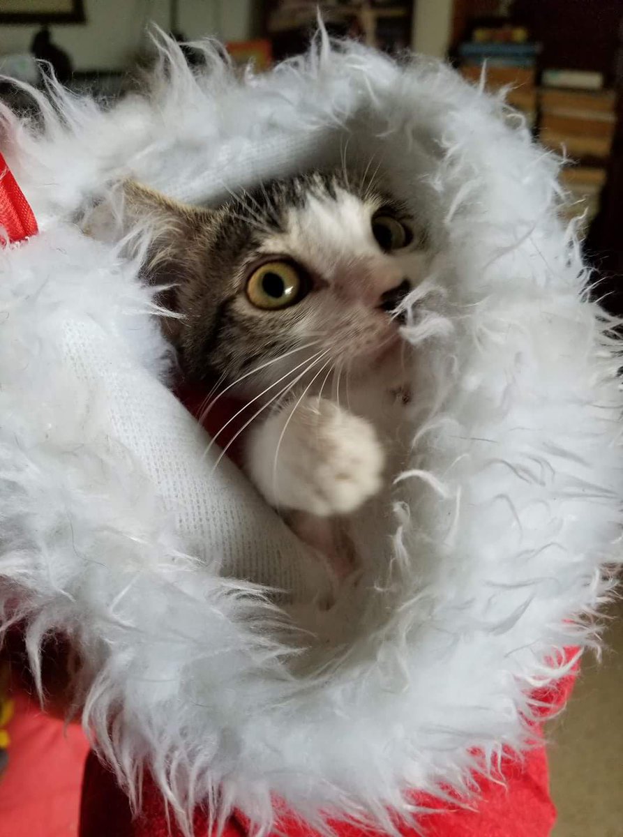 HavenMobay's tweet photo. It's a cat in the hat for today's advent Pic. Meet Posh Paws. #Caturday #RescueCats #kittenrescue #AdoptAPetToday #AdventCalendar #adoptdontshop https://t.co/z8T0ztXQE7