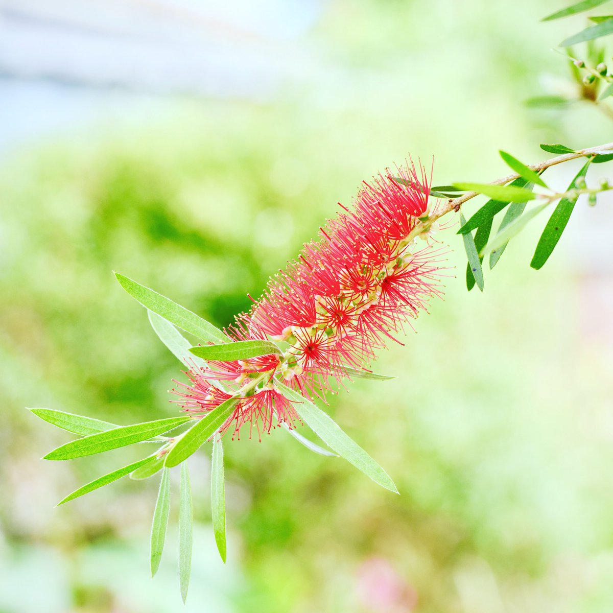 peng_vivid's tweet photo. guess what is plant name https://t.co/6BIZ0P3QV1