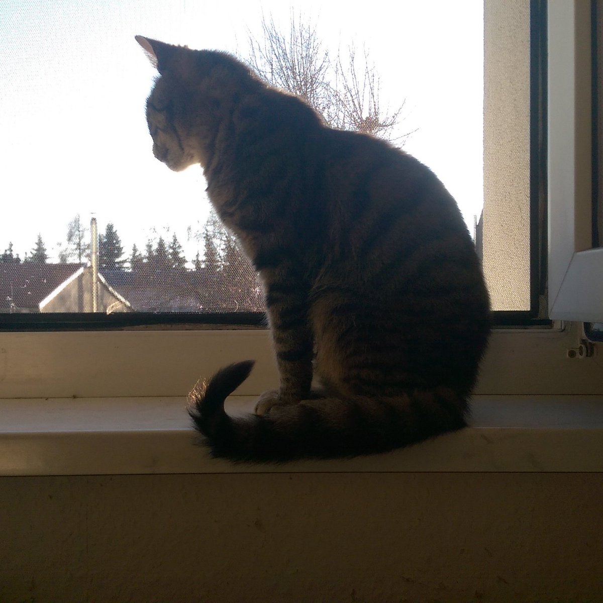 Minarysh's tweet photo. Mietziges Sonne tanken😍😻😸🌄 #Sonnetutsogut  #pfötchenpower https://t.co/cfaXd2X5wx