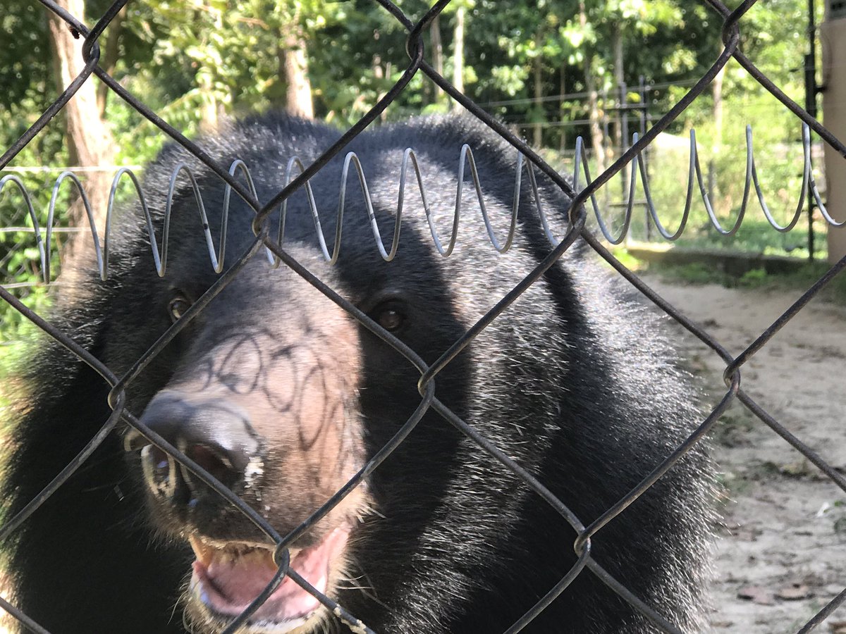 SallyCHill's tweet photo. Our visit to Save the Bears. #MGGSRunforFreedom2017 https://t.co/beVvgTP1WU