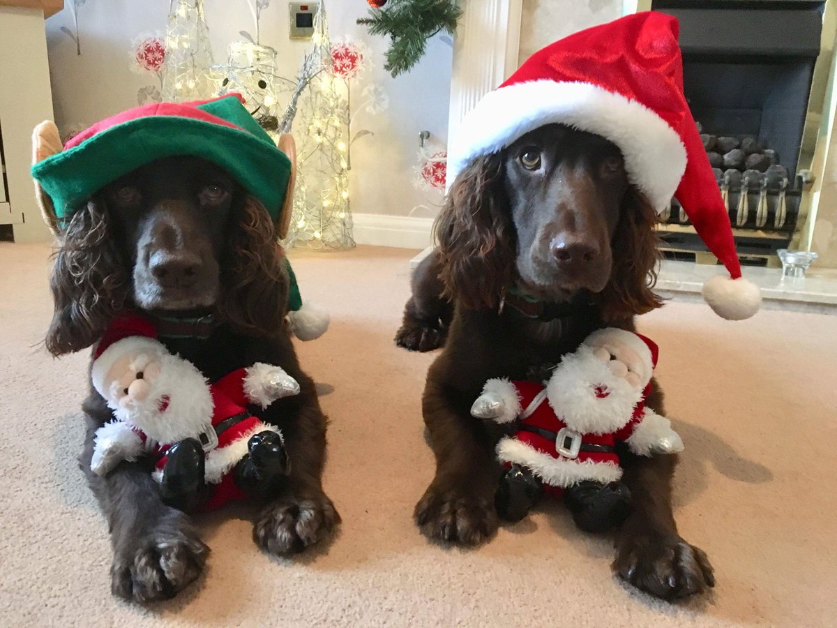 ItsThomasSymons's tweet photo. If anyone is having a bad day here are some pictures of my dogs to cheer you up xo https://t.co/wkvusxzOrH