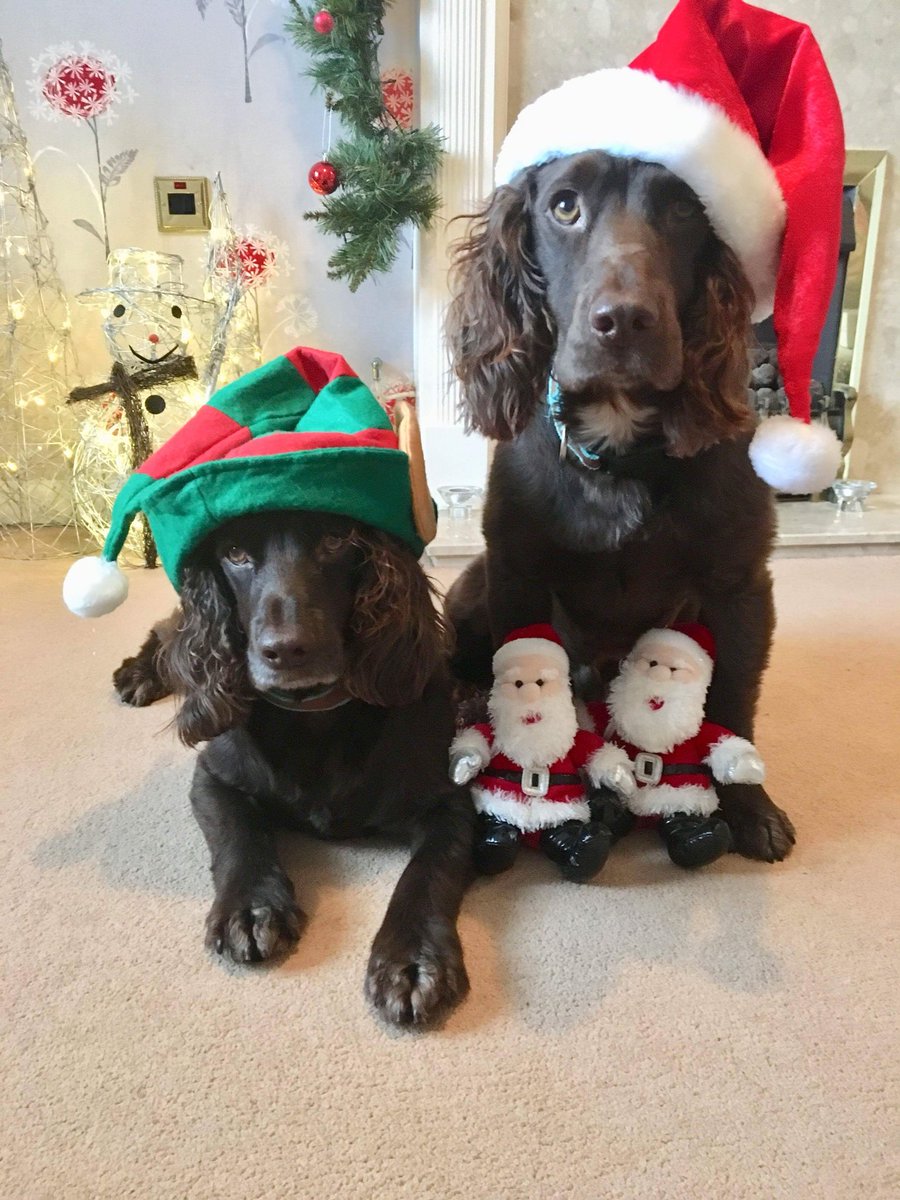 ItsThomasSymons's tweet photo. If anyone is having a bad day here are some pictures of my dogs to cheer you up xo https://t.co/wkvusxzOrH