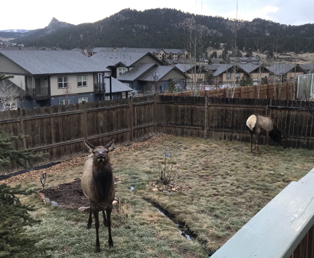 botanglenet's tweet photo. That moment when you’re working on an order and the dog starts growling. You look out the window and find some visitors. #elk #elkinbackyard #estesparkvisitors #neighbors #smallbusiness #familyrun https://t.co/V5mm13vtLz