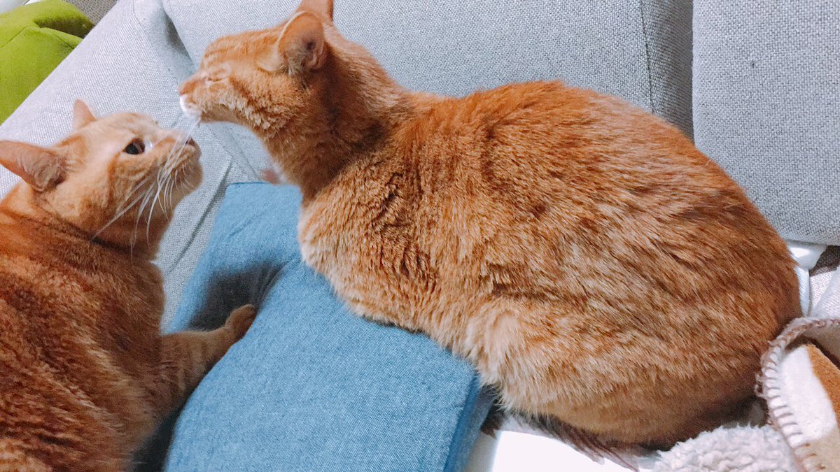 uribouranta's tweet photo. 兄「ふぁ〜〜ぁ(あくび)」

僕「たっ、食べにゃいでください〜」

兄「食べニャイよ！」 https://t.co/3ypfX6GgTx