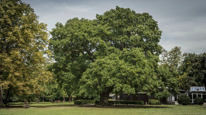 The Gilwell Oak in Epping named #treeoftheyear - do you agree? Check out the other entries bbc.co.uk/news/uk-englan…
