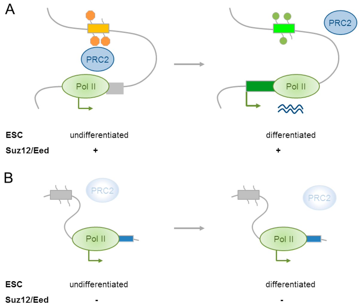 Handbook of Cellular