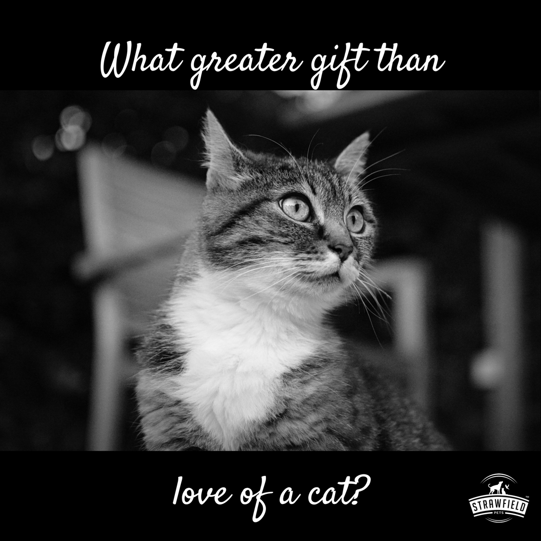 strawfieldpets's tweet photo. Only cat lovers would understand...
#petsoftwitter #petoftheday #quoteoftheday #animallover #catlovers #catsoftwitter https://t.co/IG4u5Ikg4l