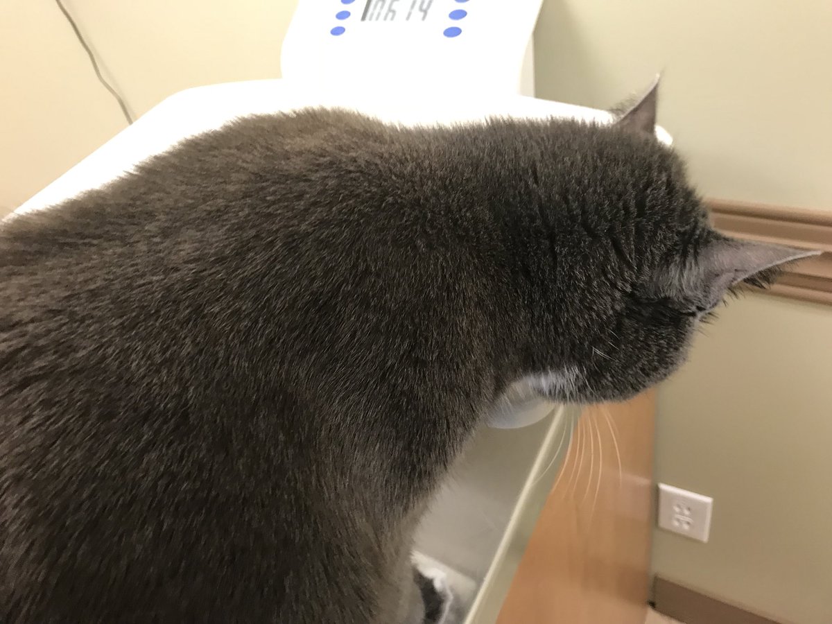 ReprtrPatHealey's tweet photo. Thank you Sarah Bowers at #FallRiverNS Animal Hospital for getting Asha in to be seen after we spotted a bump by left ear. It’s just an abrasion n we’re told keep eye on. She used my back as a safety spot. #hunchedover #CatsofTwitter https://t.co/gSpVb41rgk