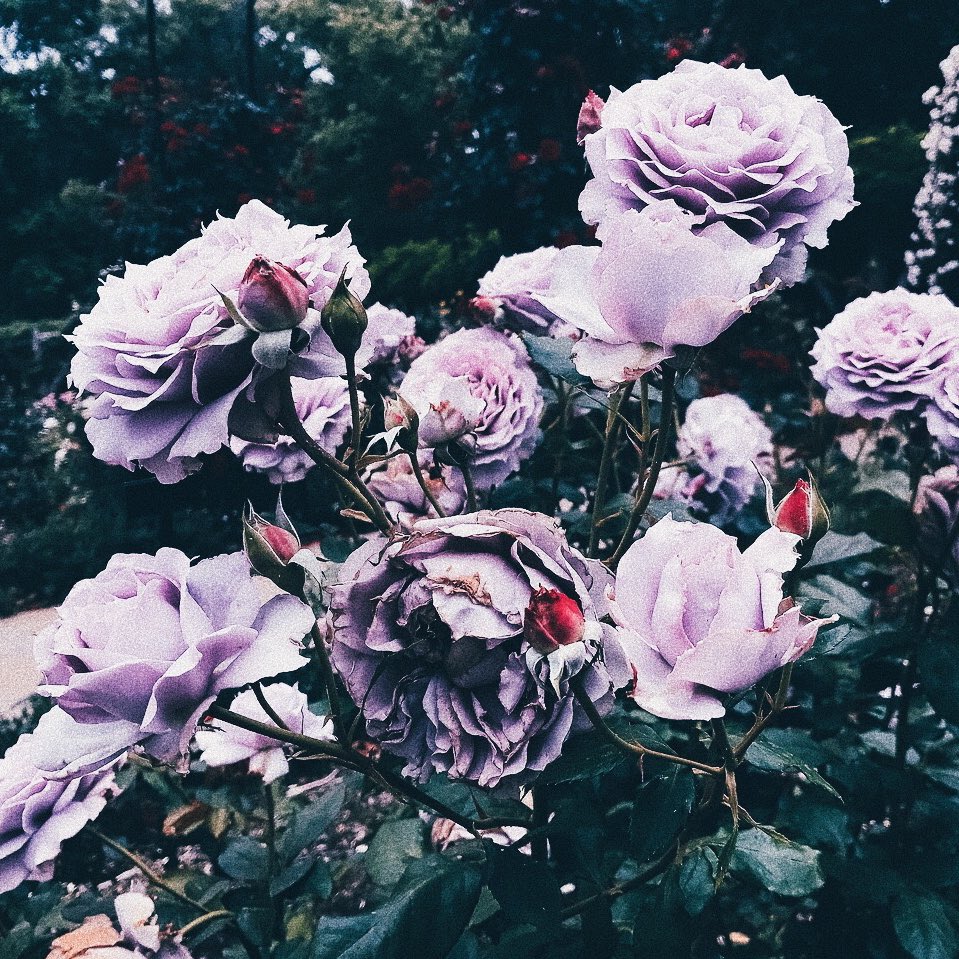 affectioncalder's tweet image. She was taken soon from her family. We know if she was here she would have been proud of her family, and one day we will know. Always have faith and hope💜