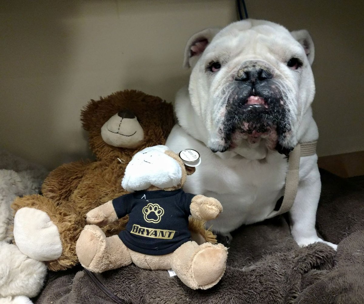 Bryant University mascot, Ironclad Tupper, passed away on Wednesday night from an apparent stroke. #RIP