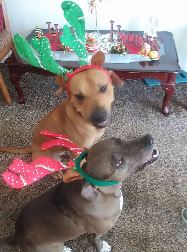 mydogsas's tweet photo. Meagan, fix your antlers or people will know your not a real reindeer! https://t.co/stmIO3CeeP