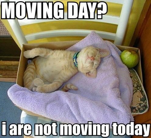 VirtualMoving's tweet photo. #virtualmovingtechnologies #virtual #move #virtualmove #technology #technologies #moving #PCS https://t.co/o2bj162qbh