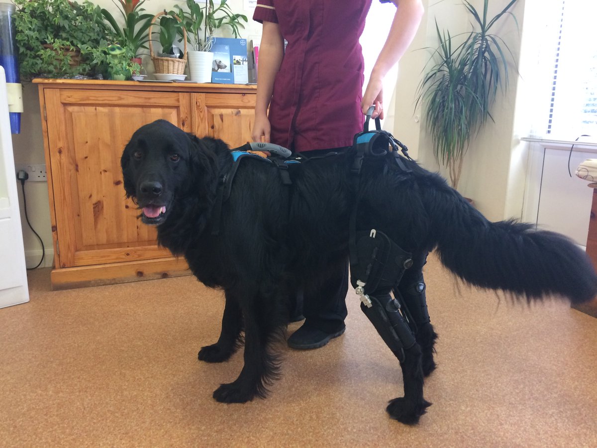 AnimalOrthocare's tweet photo. Meet Toby a Mountain Dog-Retriever mix who's had a rough year getting around. Our Caerus Braces are helping him out though. https://t.co/LYN0kr55mo #doglover #animalorthotics #mountaindog https://t.co/qkzar27lc6