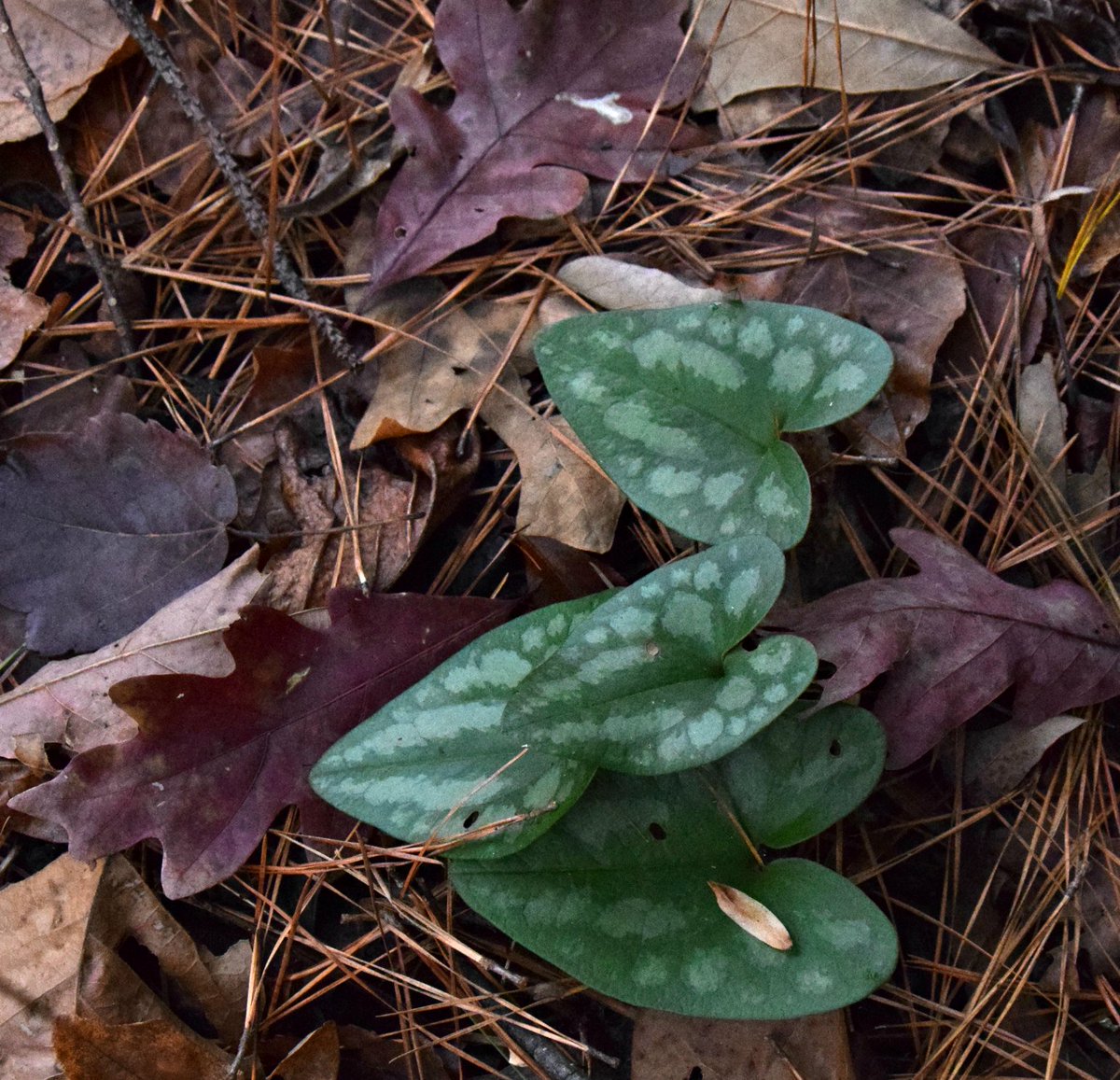 GNPSociety's tweet image. Fallen leaves often bring our eyes to what's below: evergreen ginger (Hexastylis arifolia), also called "little brown jugs." #georgianative #evergreenplants #goNative