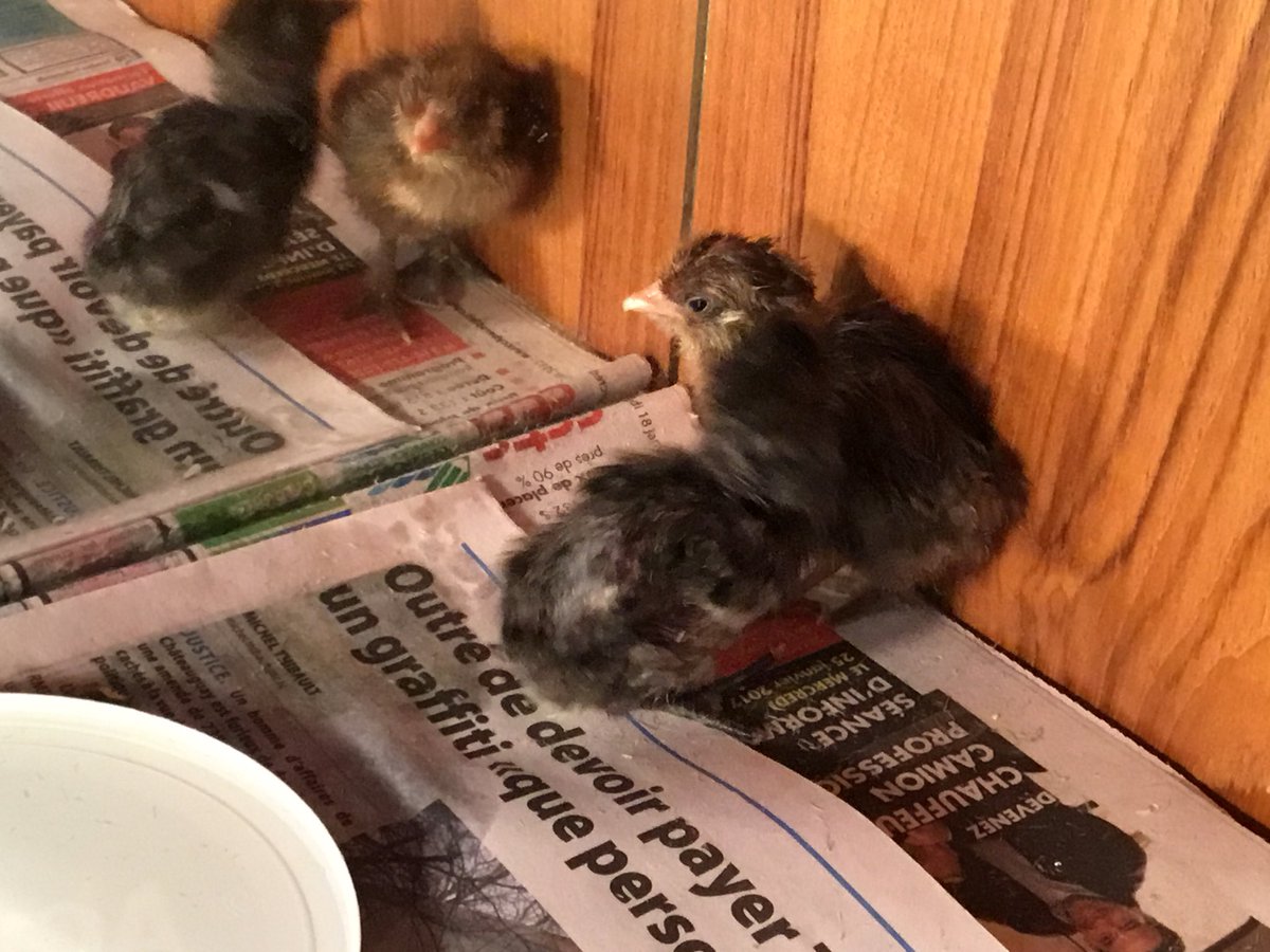brossoit_josee's tweet image. Ce matin, nous avons eu le bonheur d’accueillir Cheetos et Chipit.  Nos petits poussins sont arrivés cette nuit.  Il semblent en pleine forme et que dire de mes élèves! @PassionHeritage #jaimemajob