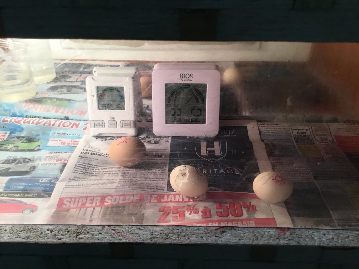 brossoit_josee's tweet image. Ce matin, nous avons eu le bonheur d’accueillir Cheetos et Chipit.  Nos petits poussins sont arrivés cette nuit.  Il semblent en pleine forme et que dire de mes élèves! @PassionHeritage #jaimemajob