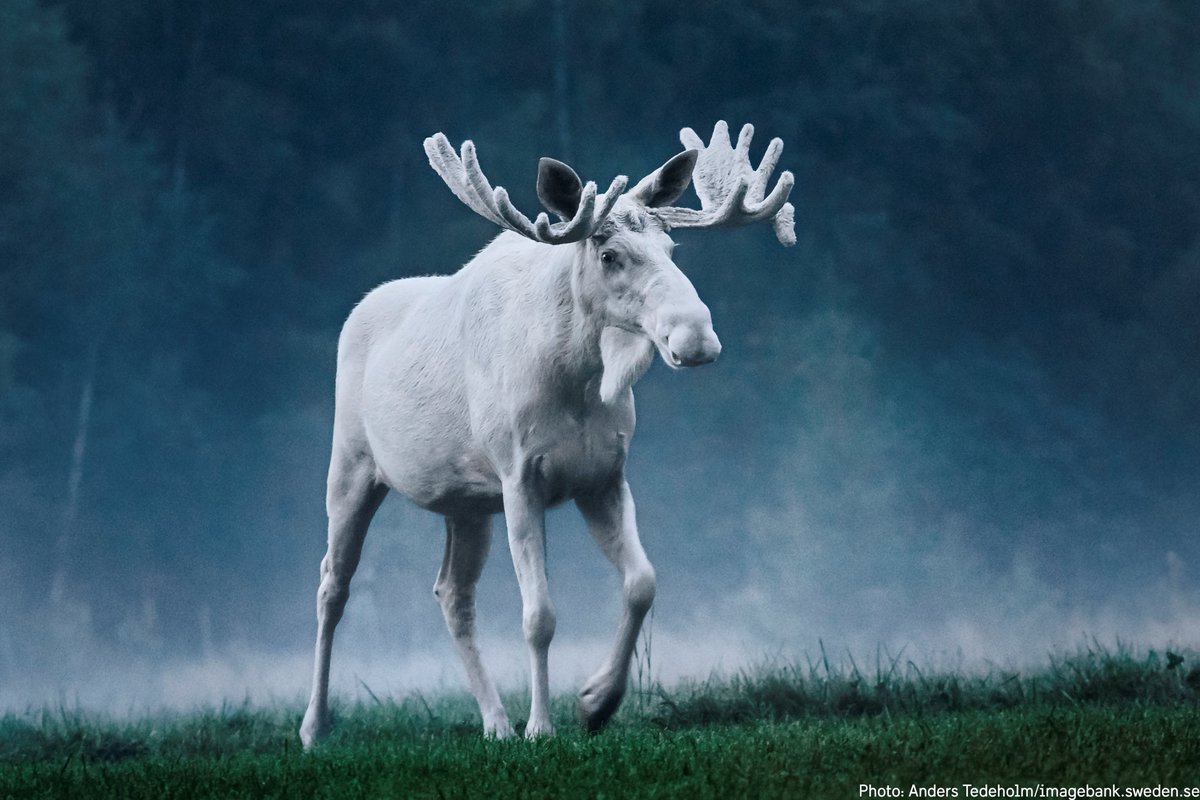 swedennewyork's tweet photo. #FunFactSweden There is a new king on the internet! If you haven’t already laid eyes on this viral #Swedish white #elk, it’s about time! https://t.co/dEXomZcSs7 https://t.co/o2ySJ14Thc