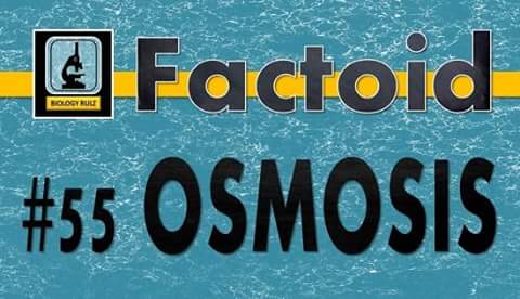 heybiologycoach's tweet photo. #Osmosis is the movement of water through a #semipermeable membrane from an area of high concentration to an area of low concentration. The main purpose of osmosis is to equalize the concentration of solution on both sides of the membrane in order to maintain #homeostasis. https://t.co/l9k1GIxbV5