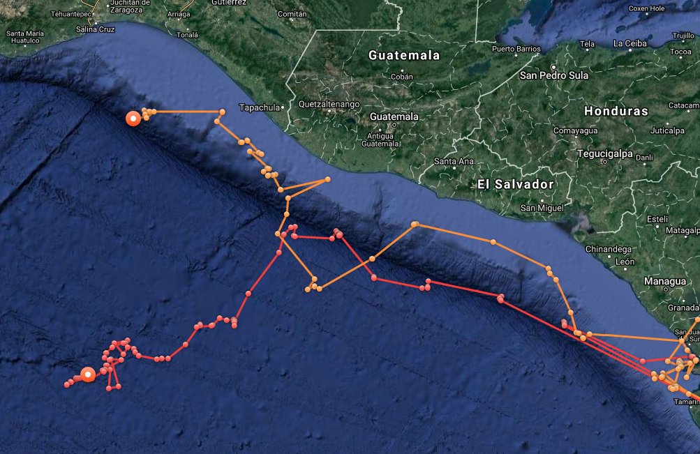 OCEARCH's tweet photo. Olive Ridley sea turtles π’ Coral (Orange) and Irma (Red) are up and pinging off Oaxaca, Mexico! https://t.co/ENDqYqdsfj #TAMUTurtles https://t.co/s6jXo2ObNM