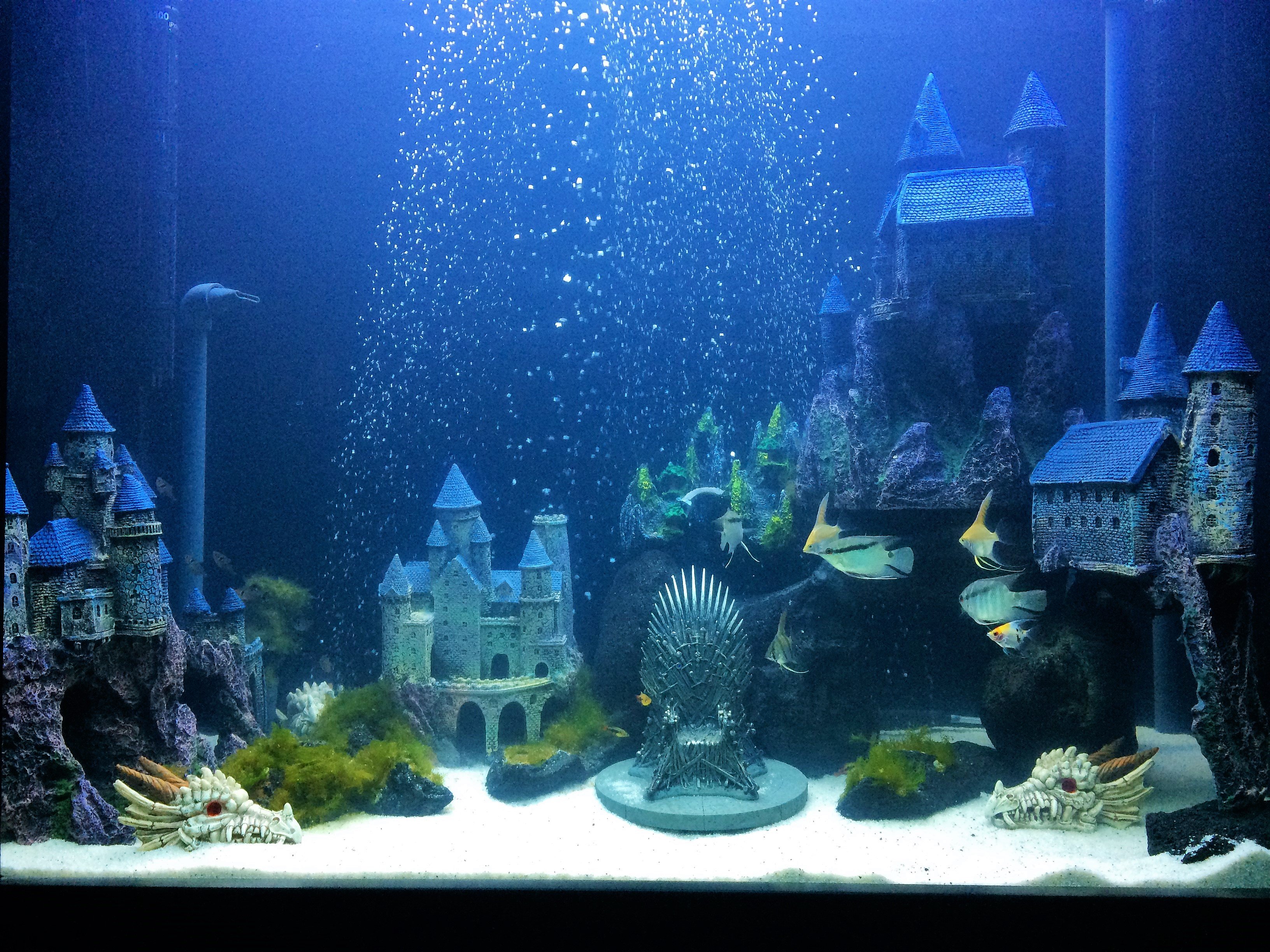 Arya aquarium cheap