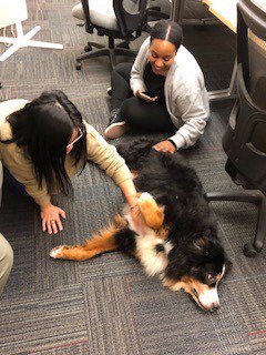 OSAadvisor's tweet photo. Therapy dog session https://t.co/aboaYUhuw8