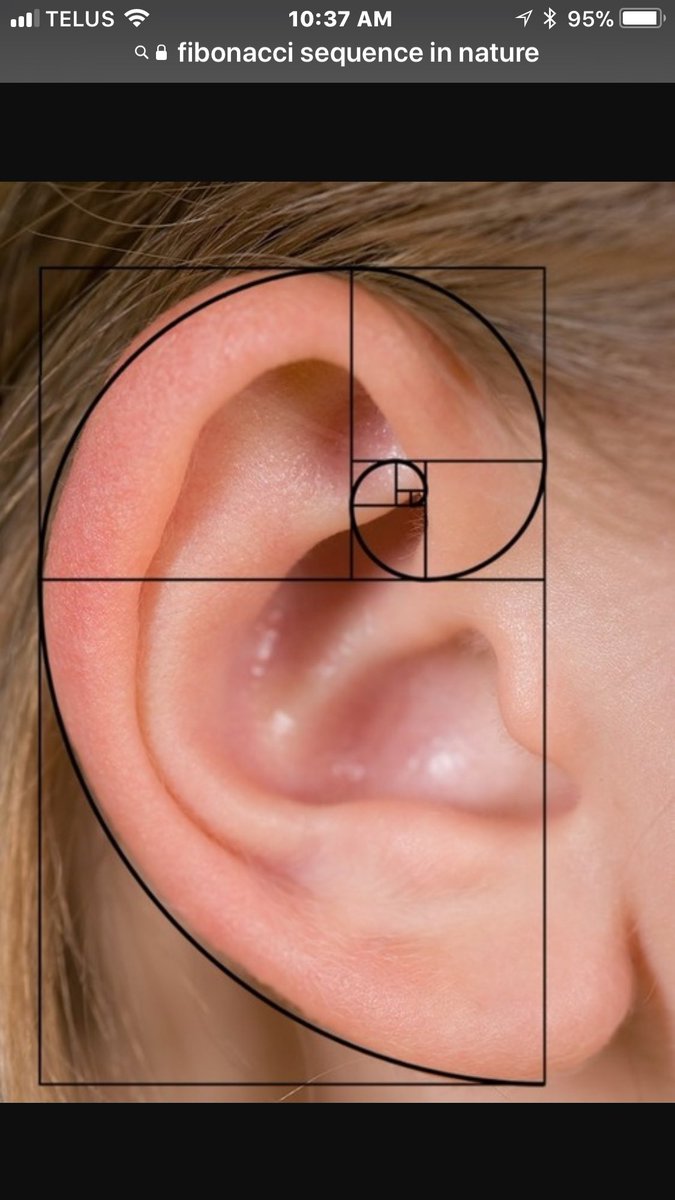 JELCSomerset's tweet photo. Today we learned about The Fibonacci sequence and where it is found in nature, art and architecture.  Students are working on an inquiry about The Golden Ratio. @SomersetPS @marinawillats https://t.co/CLFe4mJMQw