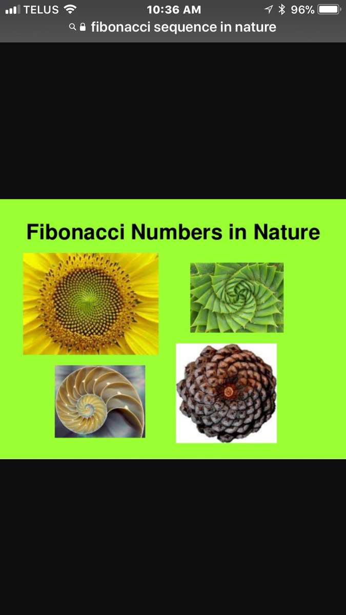 JELCSomerset's tweet photo. Today we learned about The Fibonacci sequence and where it is found in nature, art and architecture.  Students are working on an inquiry about The Golden Ratio. @SomersetPS @marinawillats https://t.co/CLFe4mJMQw