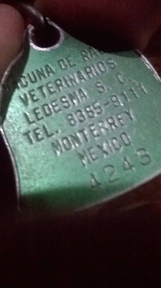LuisRojasMX's tweet photo. Perro perdido y encontrado en Monterrey 🐕🐶

Busco al dueño de Henry. Estaba en la Plaza del chorro zona centro, tiene placa con teléfonos pero no funcionan, me ayudan con un RT? gracias

Henry 5549992208 placa de veterinarios ledesma s.c. https://t.co/D5Y0QvLQYr