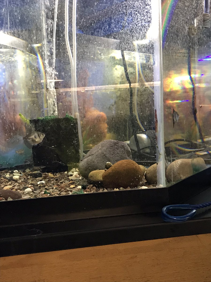 dave__the_fish's tweet photo. yeah that's right. I see you giving other fish attention instead of me. https://t.co/m7rKgWLmBQ