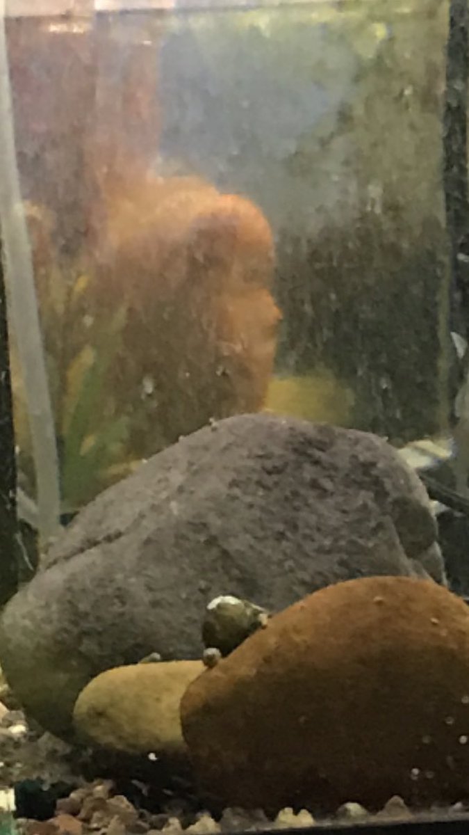 dave__the_fish's tweet photo. yeah that's right. I see you giving other fish attention instead of me. https://t.co/m7rKgWLmBQ
