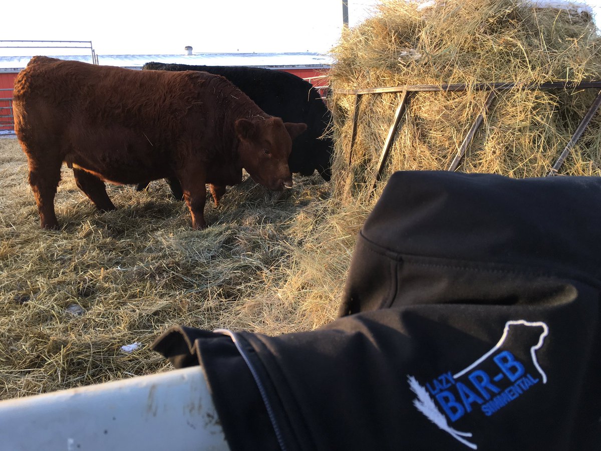 LazyBar_BSim's tweet photo. The girls are cleaned up and are settled in eating breakfast. Today is Sale day! #Simmsational #LazyBarb #Simmental #TransconLivestock #Purebed #AgMoreThanEver https://t.co/oEexY5d4g9