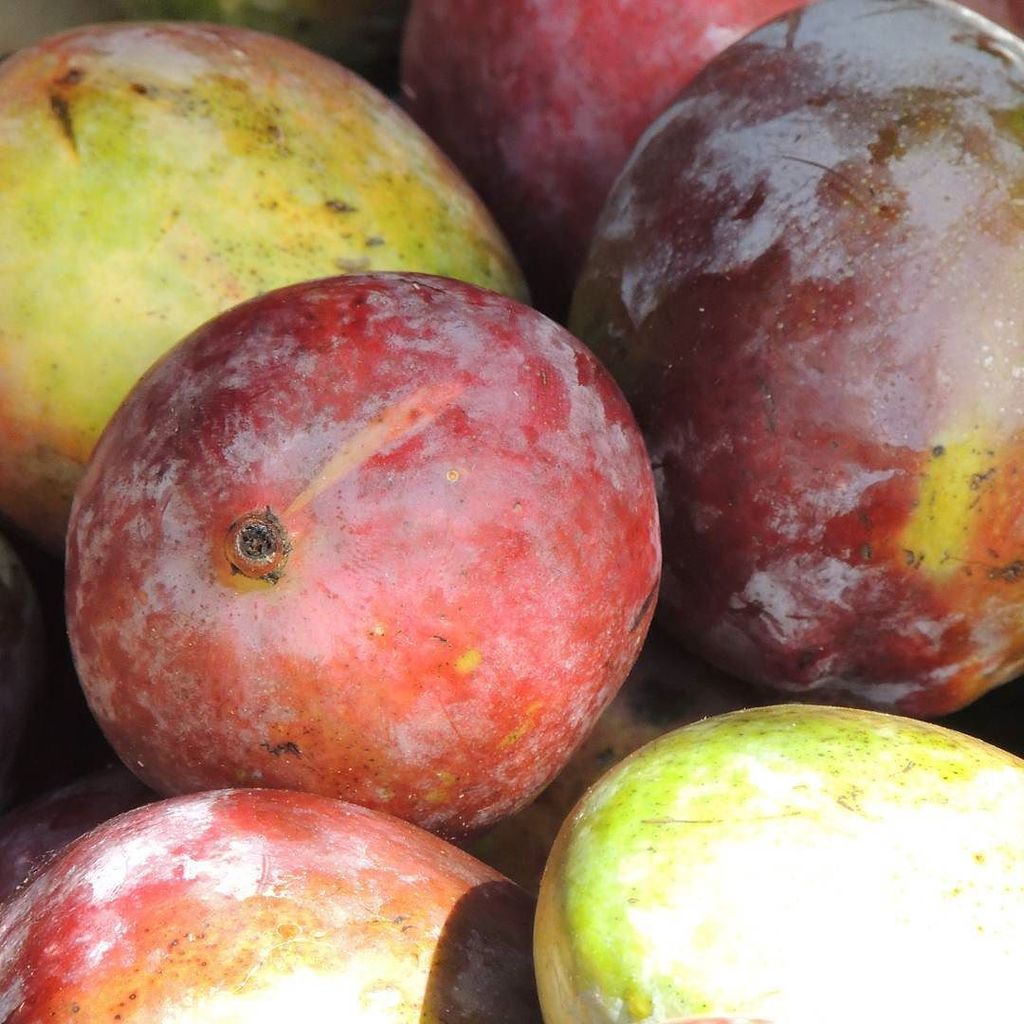 BeckyinPortugal's tweet photo. Don't these look delicious, if only English supermarkets grasped what good fruit looks like and most importantly tastes like.. #plums #fruit #farmersmarket #organic #freshproduce #perfectlyripe #tasty #algarvian #saturdaymarket #olhao https://t.co/l9qcMNJAef https://t.co/c4kUqVPChP